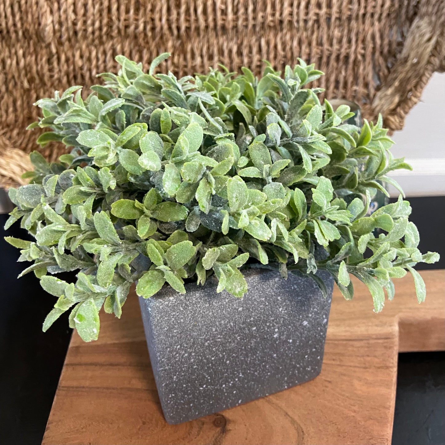 Speckled Potted Green Plant