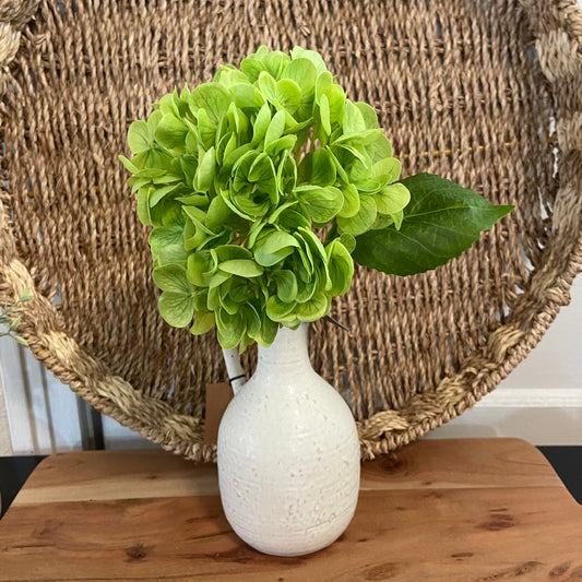 Green Hydrangea