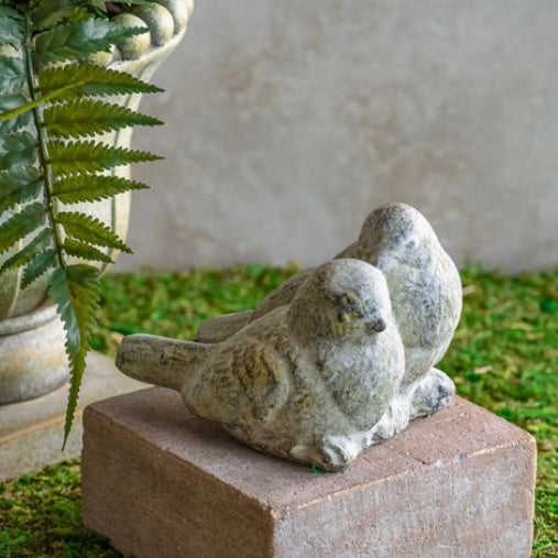 Gray Friendship Birds