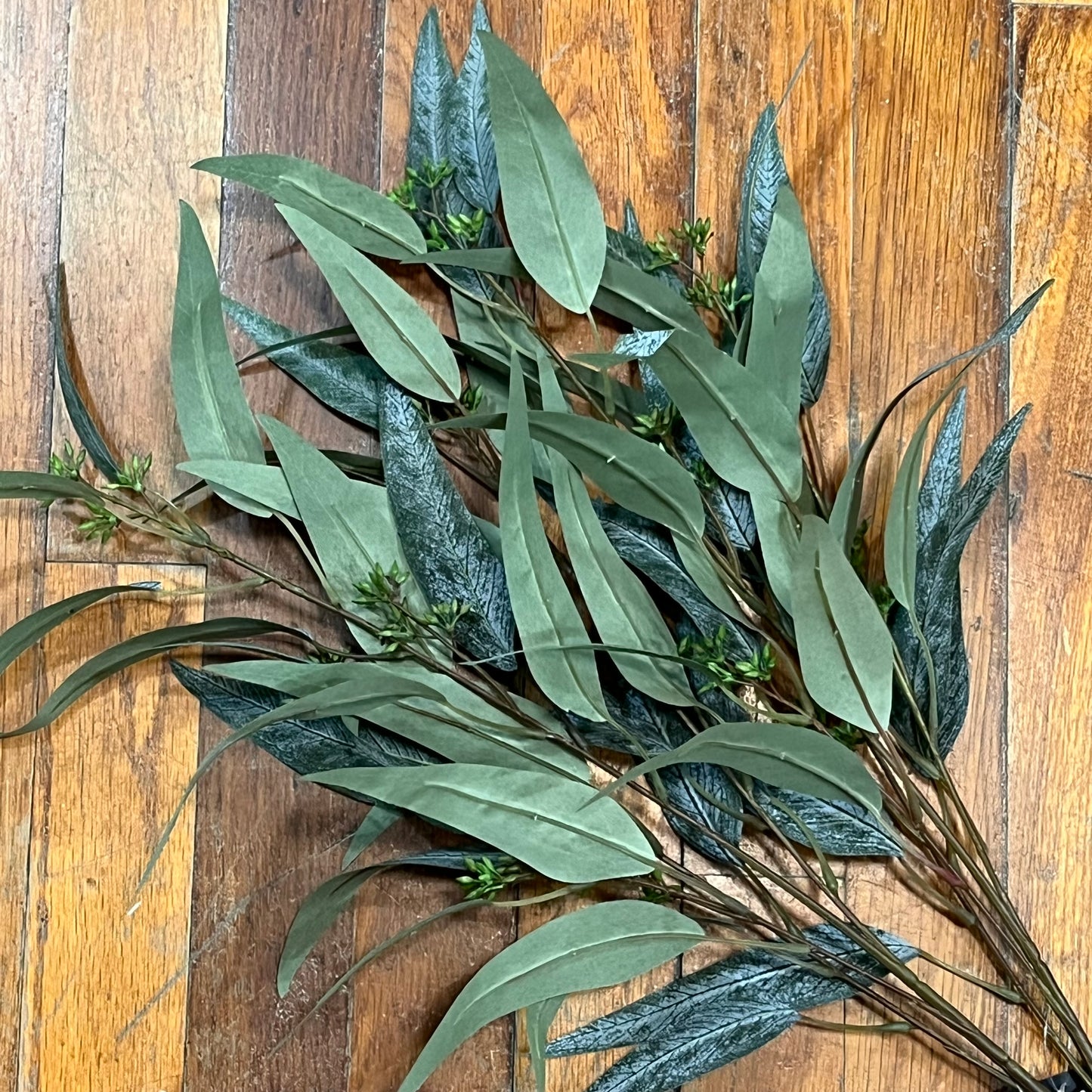 Eucalyptus with Fruit Stem